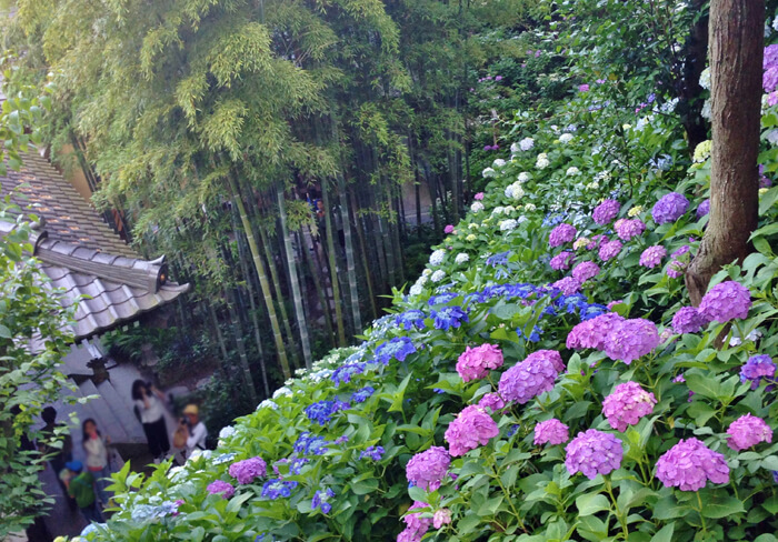 長谷寺 鎌倉 の紫陽花鑑賞 混雑時は平日でも整理券対応です