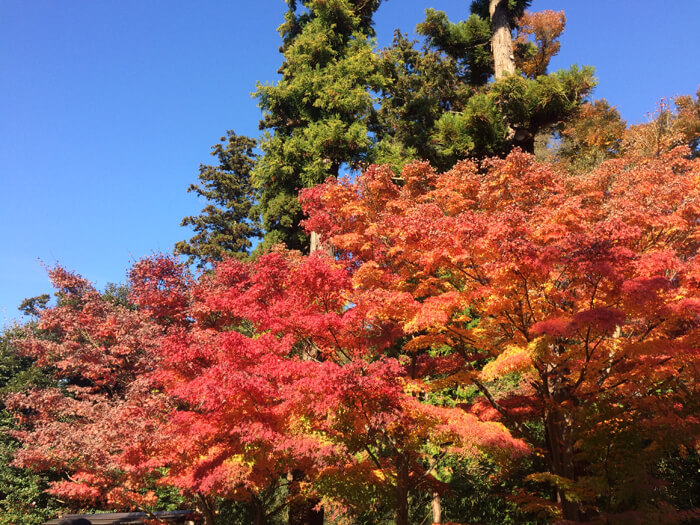 鎌倉紅葉散歩１ 円覚寺の見どころ 本尊 庭園 舎利殿等 を解説します